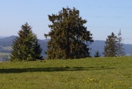 arbre2