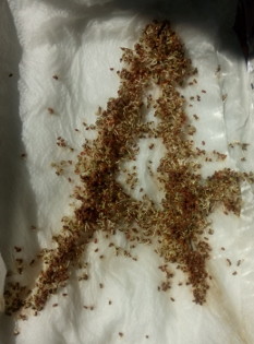 athalie2
