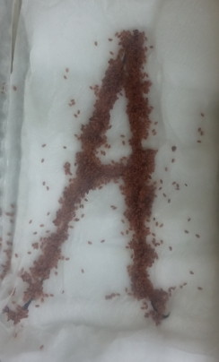 aymen1