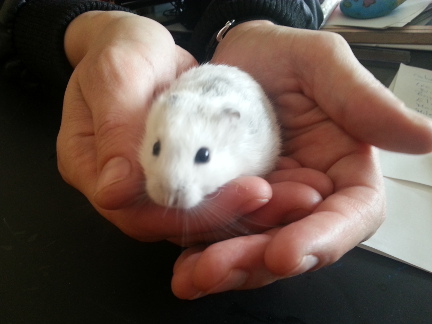 hamster2