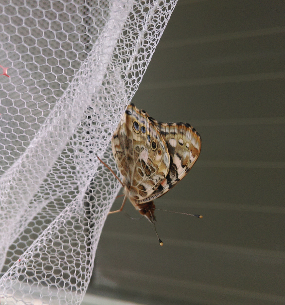 Papillon