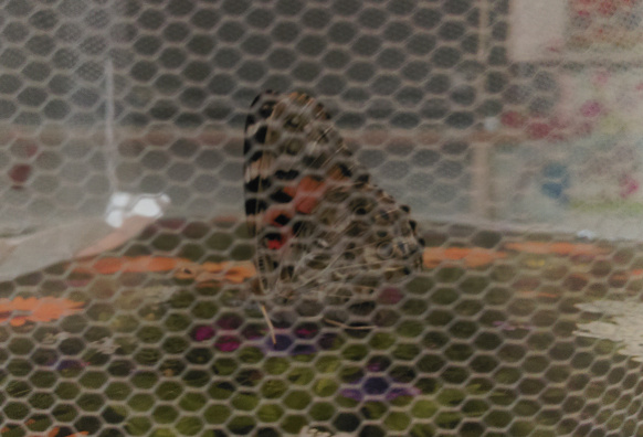 Papillon