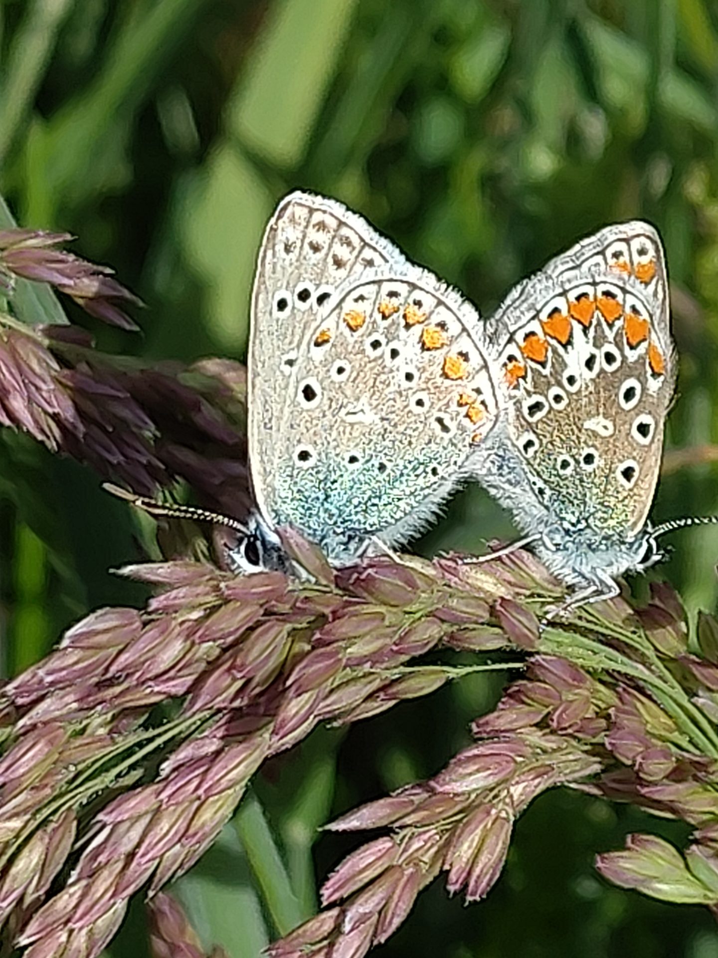 Dehors « Peindre, naturellement »
